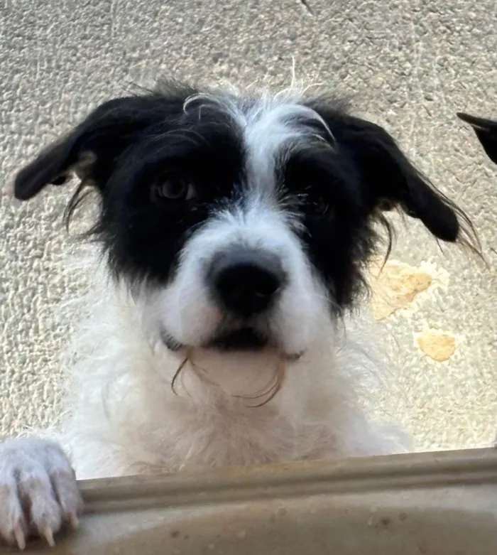 Cachorro ra a SRD-ViraLata idade 1 ano nome Lua