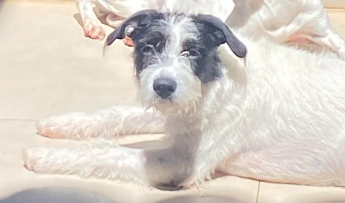 Cachorro ra a SRD-ViraLata idade 1 ano nome Lua