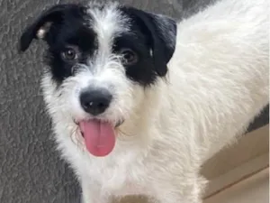 Cachorro raça SRD-ViraLata idade 1 ano nome Lua