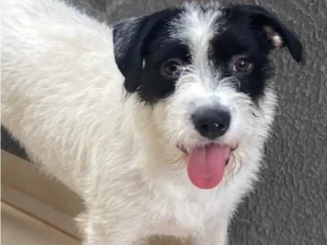 Cachorro ra a SRD-ViraLata idade 1 ano nome Lua