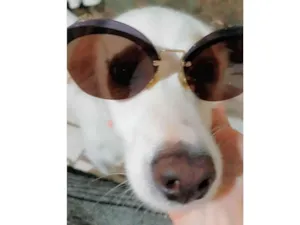 Cachorro raça SRD-ViraLata idade 3 anos nome BRYAN 