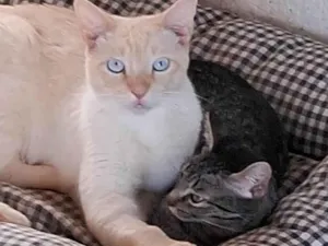 Gato raça SRD-ViraLata idade 2 a 6 meses nome Nina 