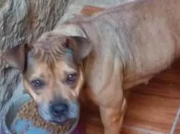 Cachorro ra a AmericanBully idade 6 ou mais anos nome Leona