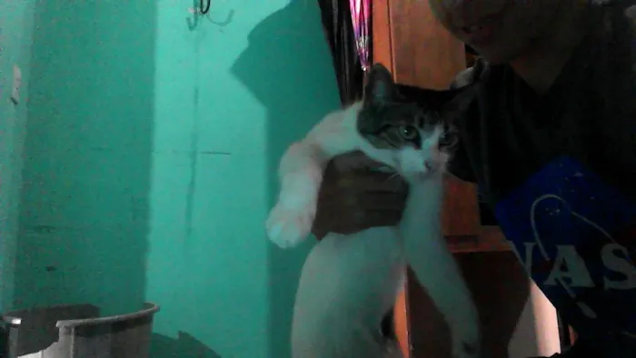 Gato ra a SRD-ViraLata idade 1 ano nome chakira