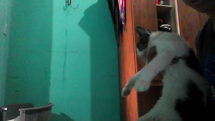 Gato ra a SRD-ViraLata idade 1 ano nome chakira