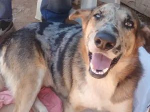 Cachorro raça SRD-ViraLata idade 2 anos nome Não sei dizer 