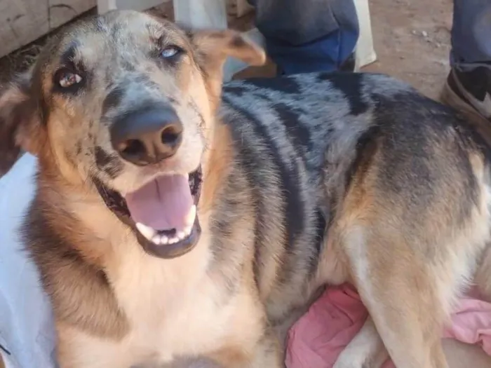 Cachorro ra a SRD-ViraLata idade 2 anos nome Não sei dizer 
