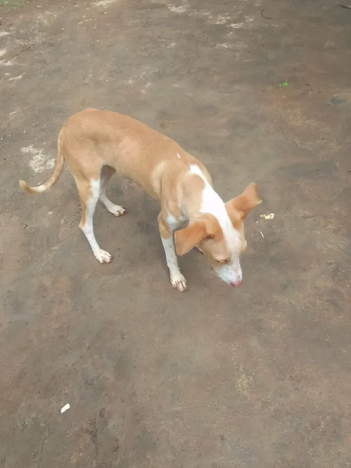 Cachorro ra a SRD-ViraLata idade 7 a 11 meses nome Sem nome