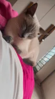 Amora