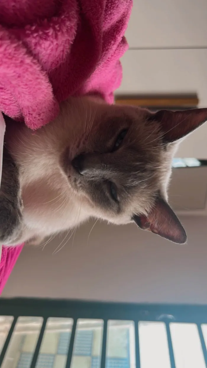 Gato ra a Siamês idade 1 ano nome Amora 