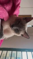 Amora