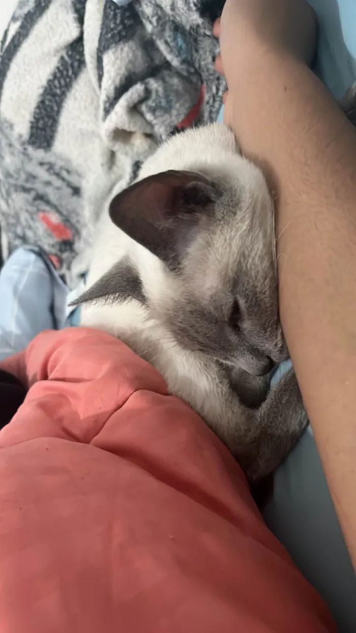 Gato ra a Siamês idade 1 ano nome Amora 