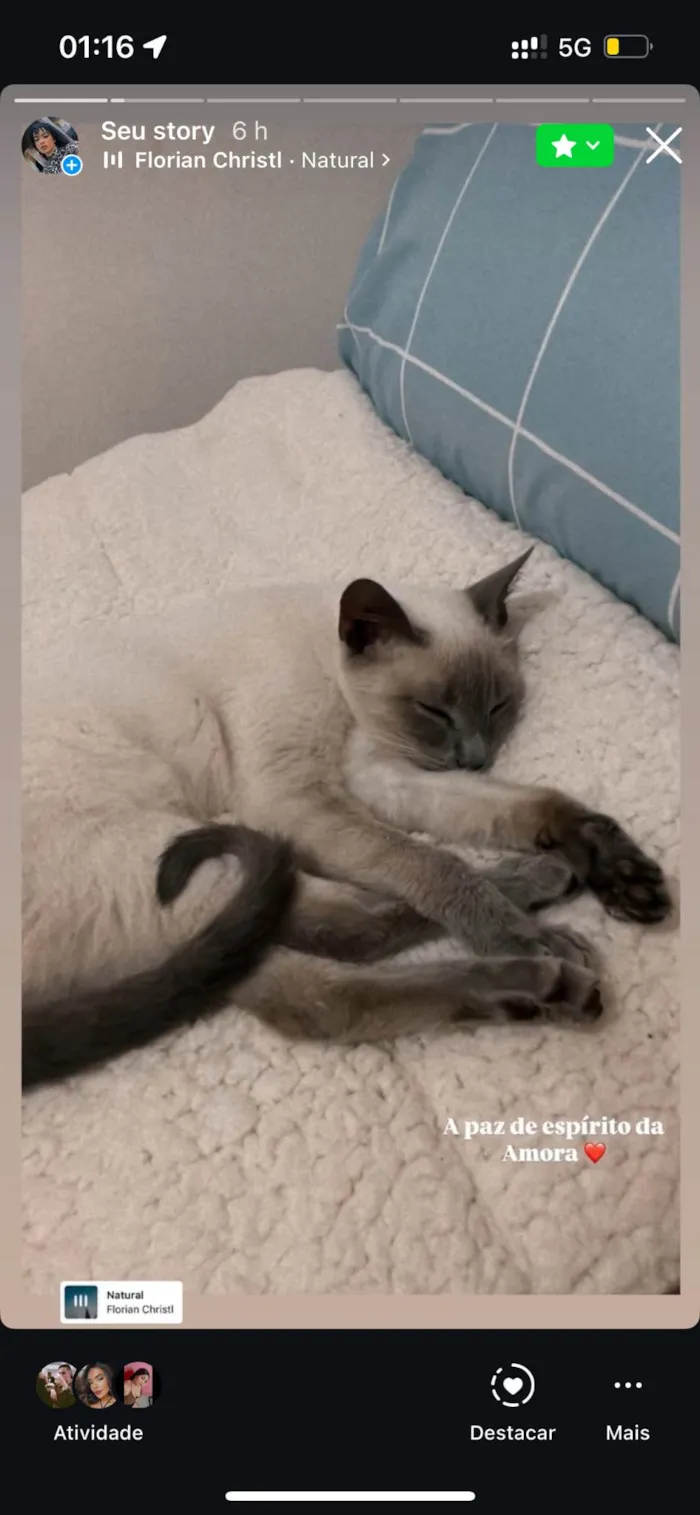 Gato ra a Siamês idade 1 ano nome Amora 