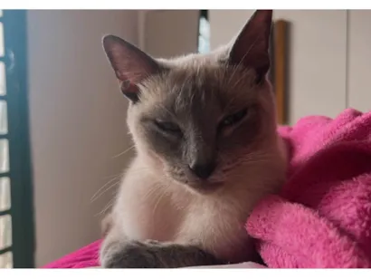 Gato raça Siamês idade 1 ano nome Amora 