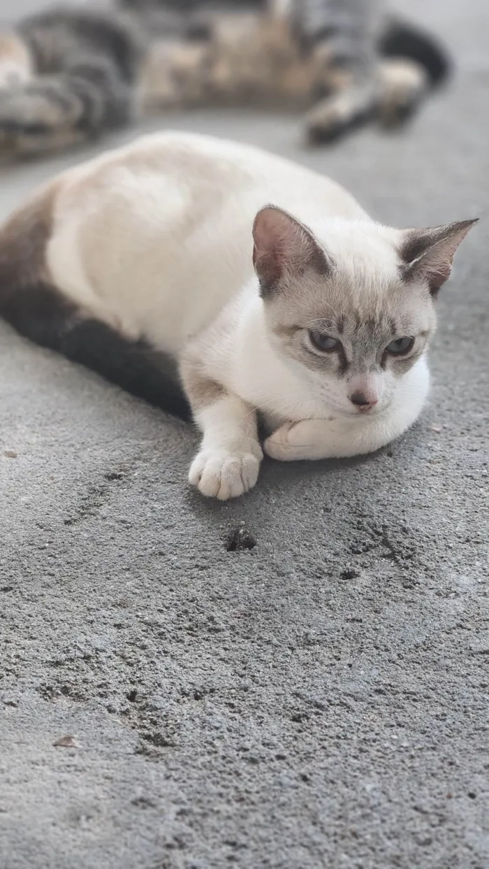 Gato ra a SRD-ViraLata idade 2 a 6 meses nome EDINEY 