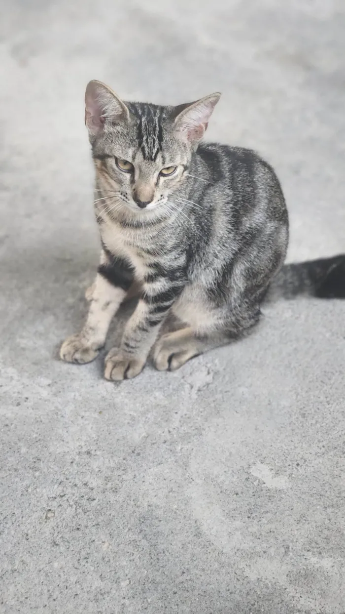 Gato ra a SRD-ViraLata idade 2 a 6 meses nome EDINEY 