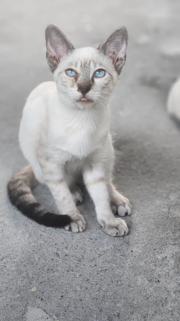Gato ra a SRD-ViraLata idade 2 a 6 meses nome EDINEY 