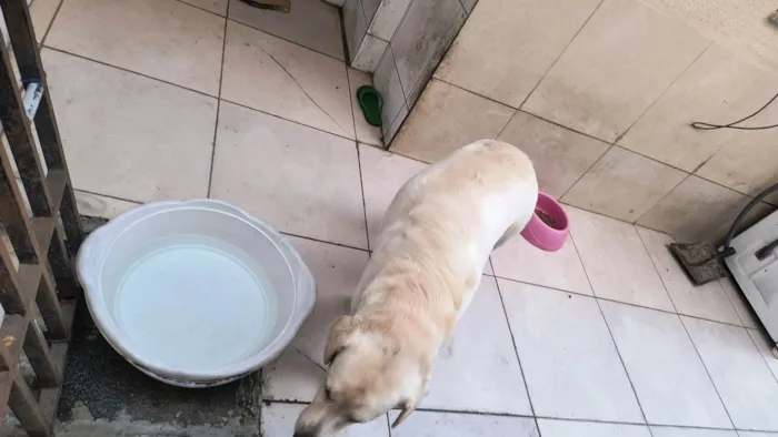Cachorro ra a Labrador idade 6 ou mais anos nome Luna