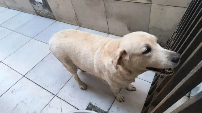 Cachorro ra a Labrador idade 6 ou mais anos nome Luna