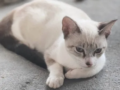Gato raça SRD-ViraLata idade 2 a 6 meses nome EDINEY 