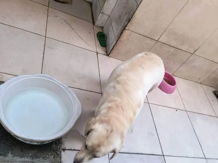 Cachorro ra a Labrador idade 6 ou mais anos nome Luna