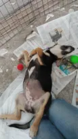 Zoe