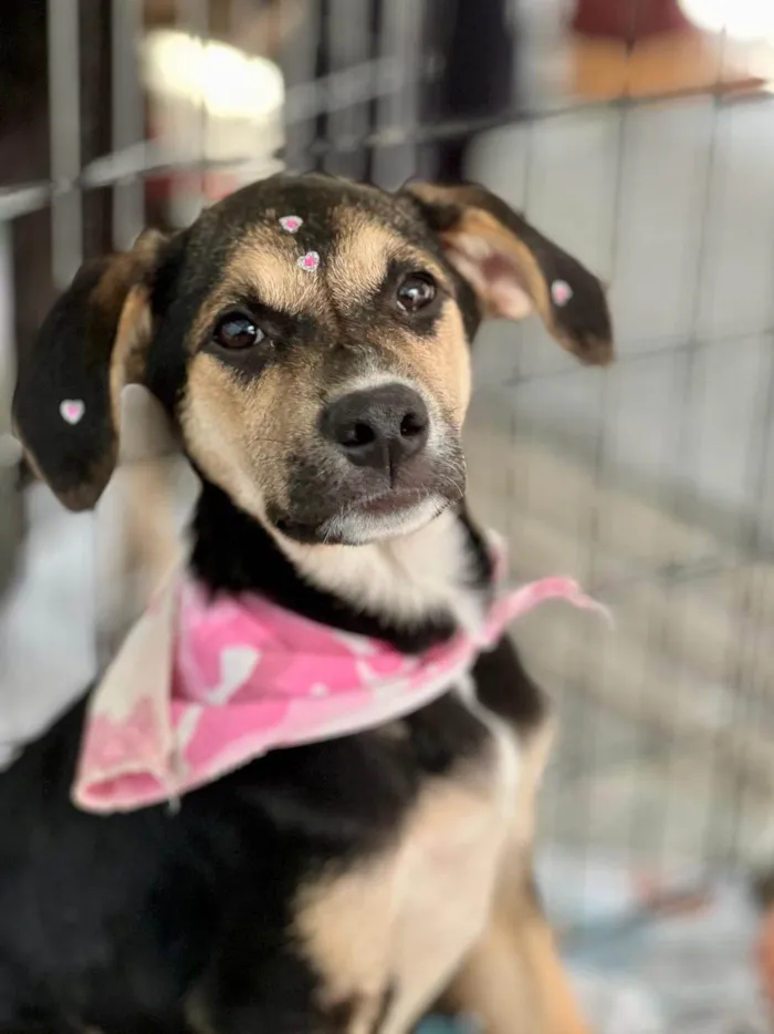 Cachorro ra a SRD-ViraLata idade 2 a 6 meses nome Zoe