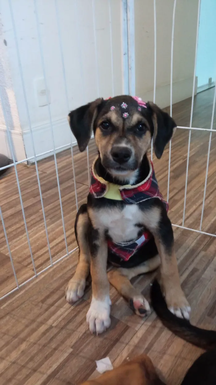 Cachorro ra a SRD-ViraLata idade 2 a 6 meses nome Zoe