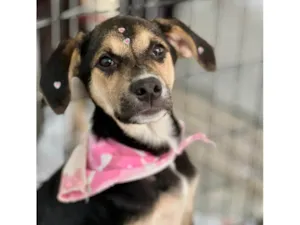 Cachorro raça SRD-ViraLata idade 2 a 6 meses nome Zoe