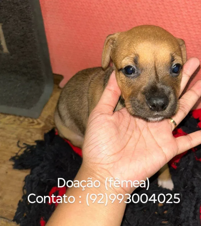 Cachorro ra a SRD-ViraLata idade Abaixo de 2 meses nome Faísca 