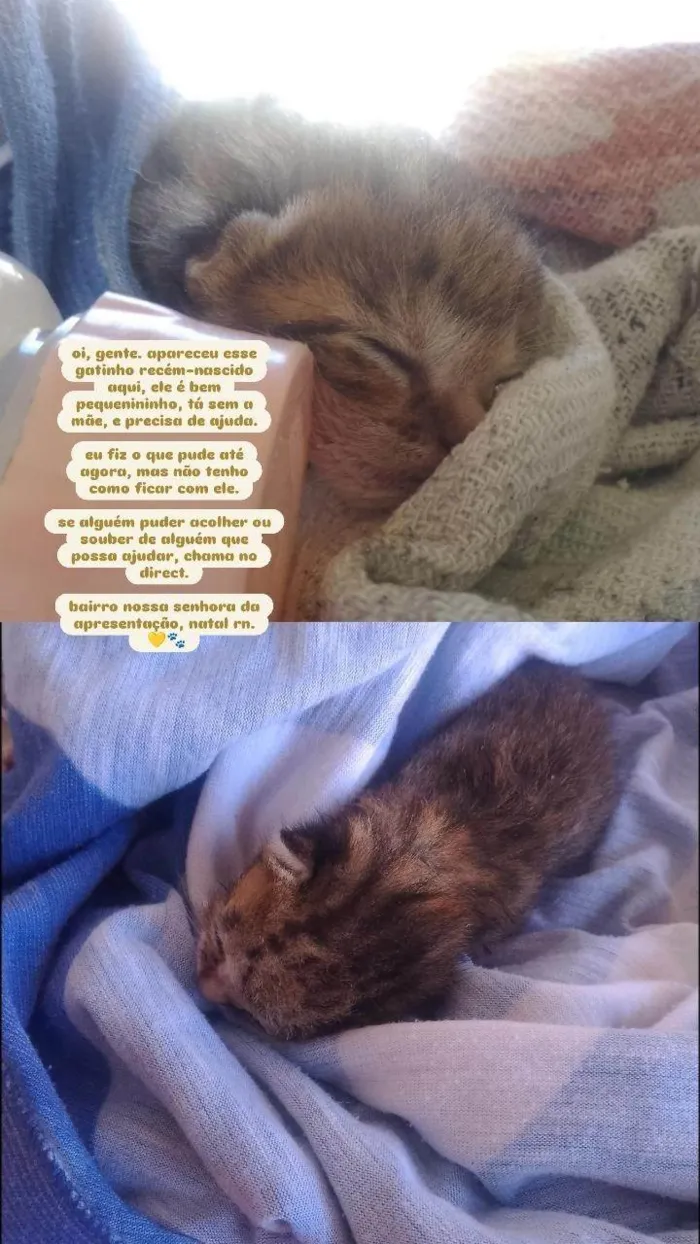 Gato ra a SRD-ViraLata idade Abaixo de 2 meses nome sem nome