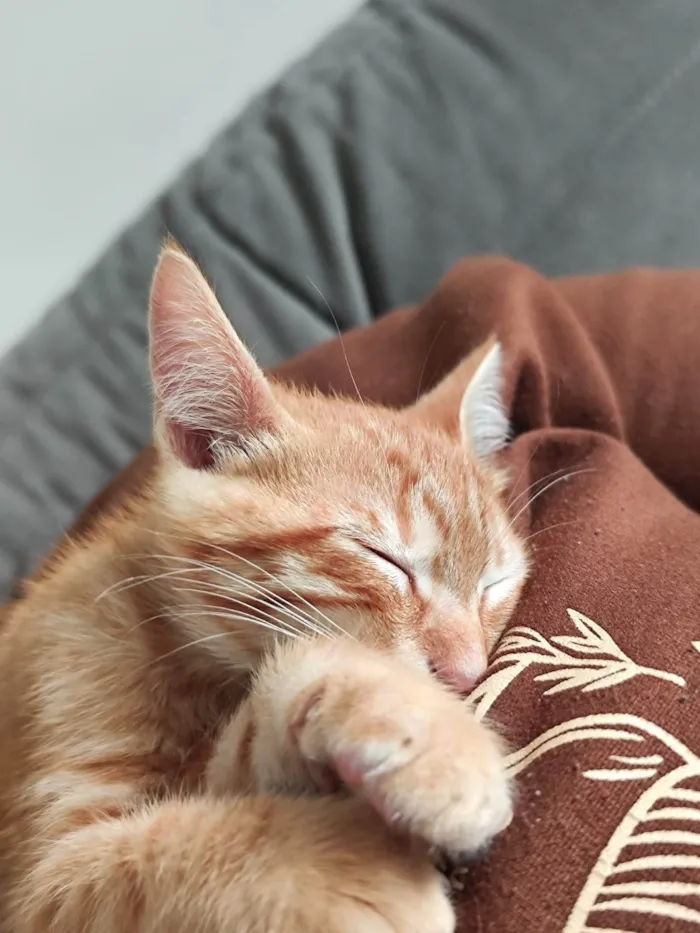 Gato ra a SRD-ViraLata idade Abaixo de 2 meses nome Simba