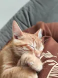 Simba