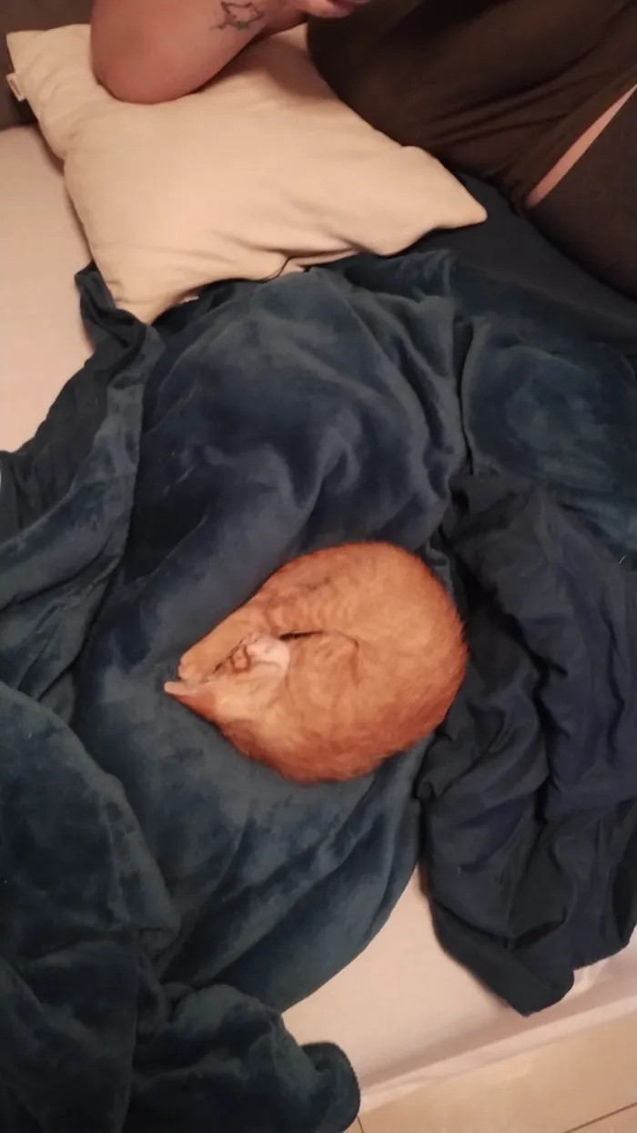 Gato ra a SRD-ViraLata idade Abaixo de 2 meses nome Simba