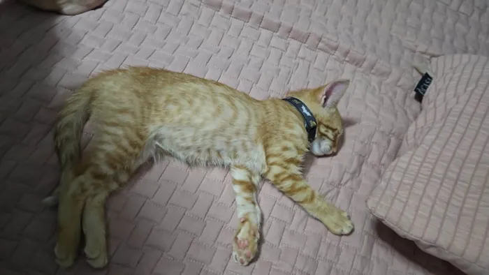 Gato ra a SRD-ViraLata idade Abaixo de 2 meses nome Simba