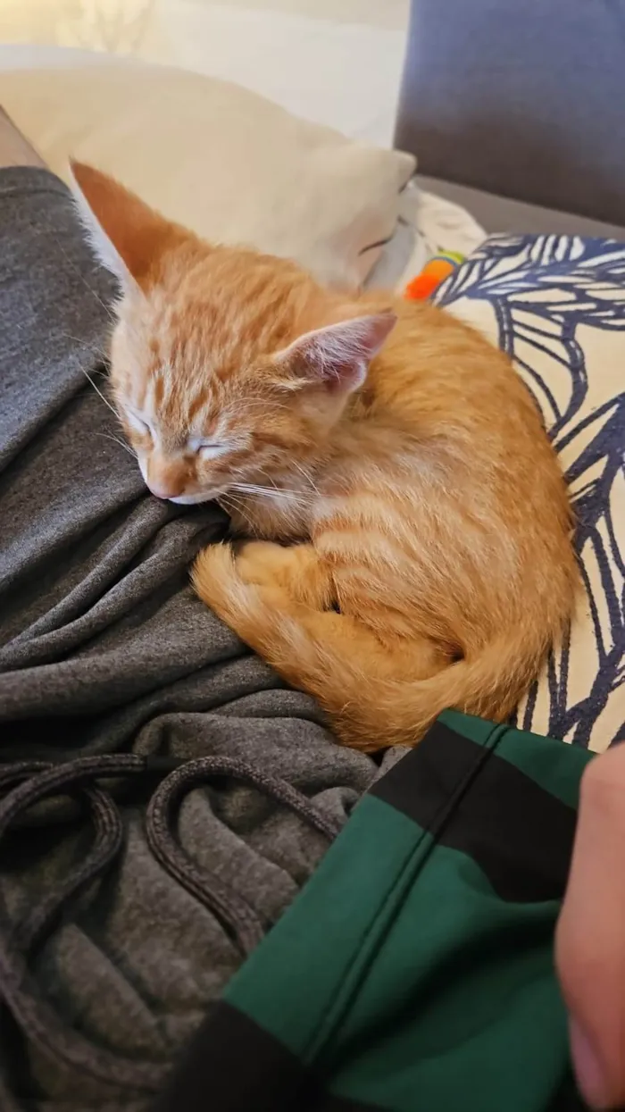 Gato ra a SRD-ViraLata idade Abaixo de 2 meses nome Simba