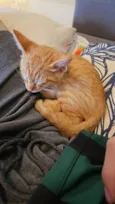 Simba