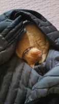 Simba