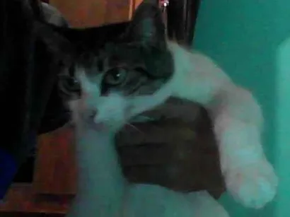 Gato raça SRD-ViraLata idade 1 ano nome chakira
