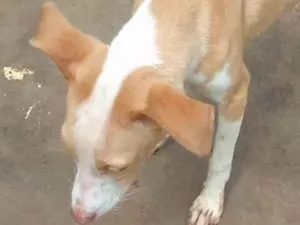 Cachorro raça SRD-ViraLata idade 7 a 11 meses nome Sem nome