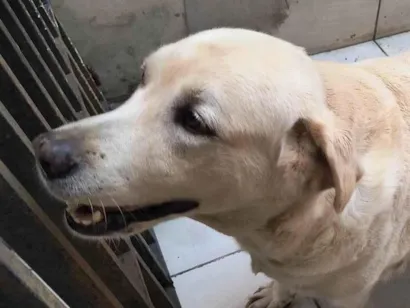 Cachorro raça Labrador idade 6 ou mais anos nome Luna