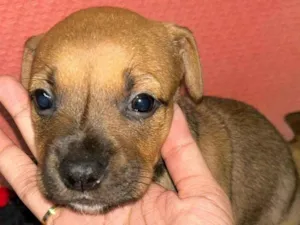 Cachorro raça SRD-ViraLata idade Abaixo de 2 meses nome Faísca 