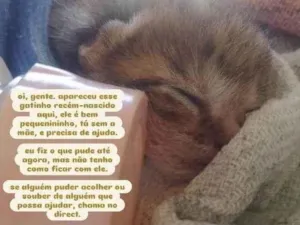 Gato raça SRD-ViraLata idade Abaixo de 2 meses nome sem nome