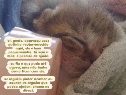 Gato raça SRD-ViraLata idade Abaixo de 2 meses nome sem nome