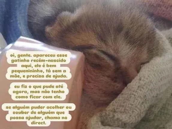 Gato ra a SRD-ViraLata idade Abaixo de 2 meses nome sem nome