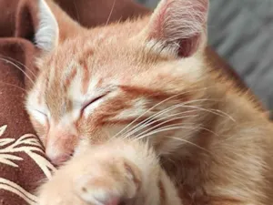 Gato raça SRD-ViraLata idade Abaixo de 2 meses nome Simba