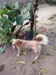 Dafne