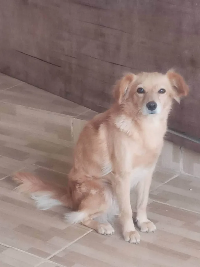 Cachorro ra a SRD-ViraLata idade 6 ou mais anos nome Dafne