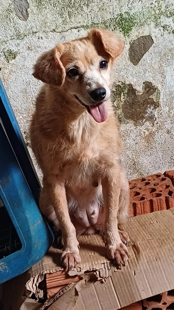 Cachorro ra a SRD-ViraLata idade 6 ou mais anos nome Dafne