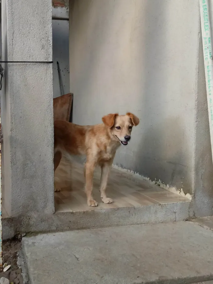 Cachorro ra a SRD-ViraLata idade 6 ou mais anos nome Dafne